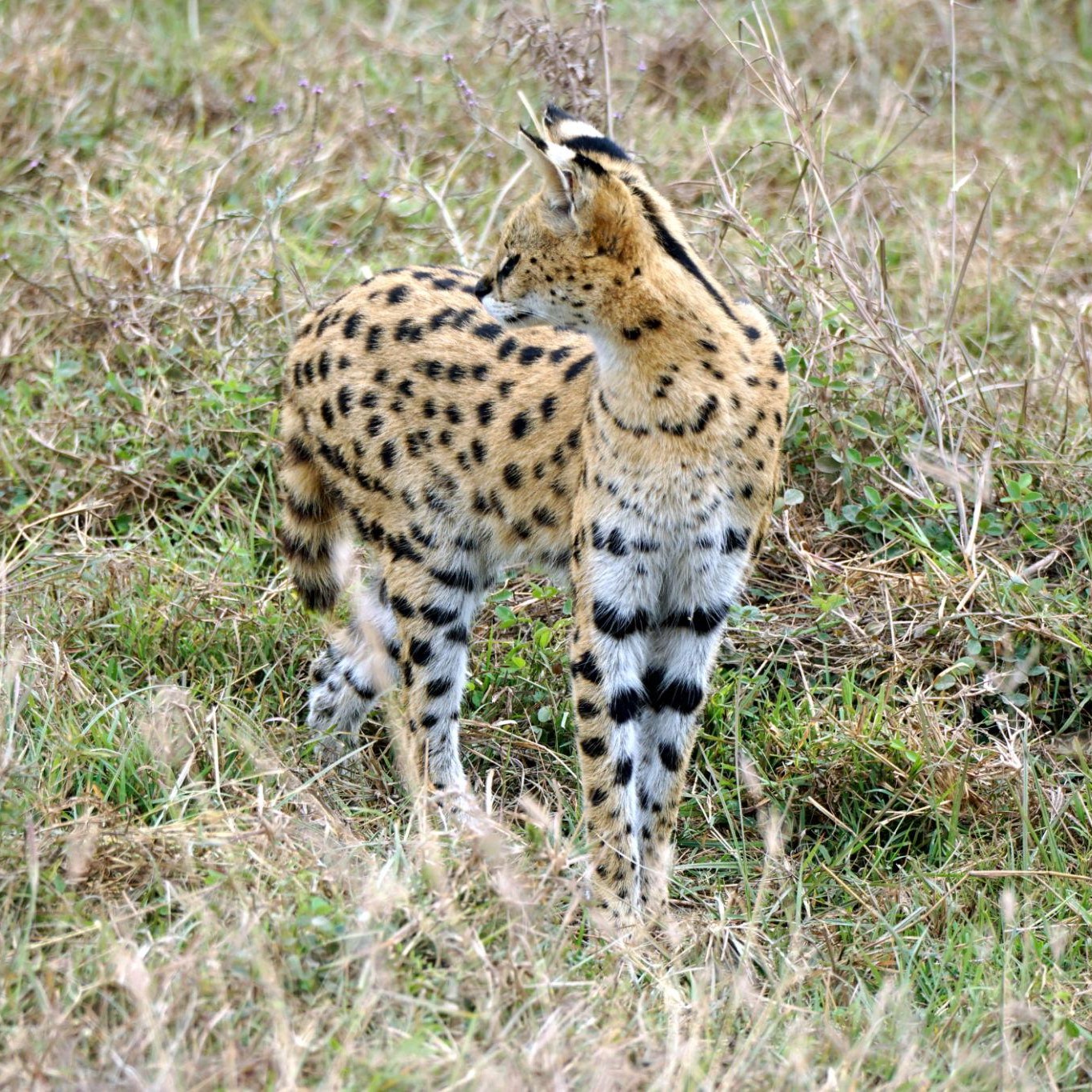 Serval Wildlife Experiences | Kilimark Adventures Tour Activities