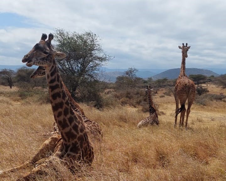 Serval Wildlife Location & Transport | Kilimark Adventures Guide