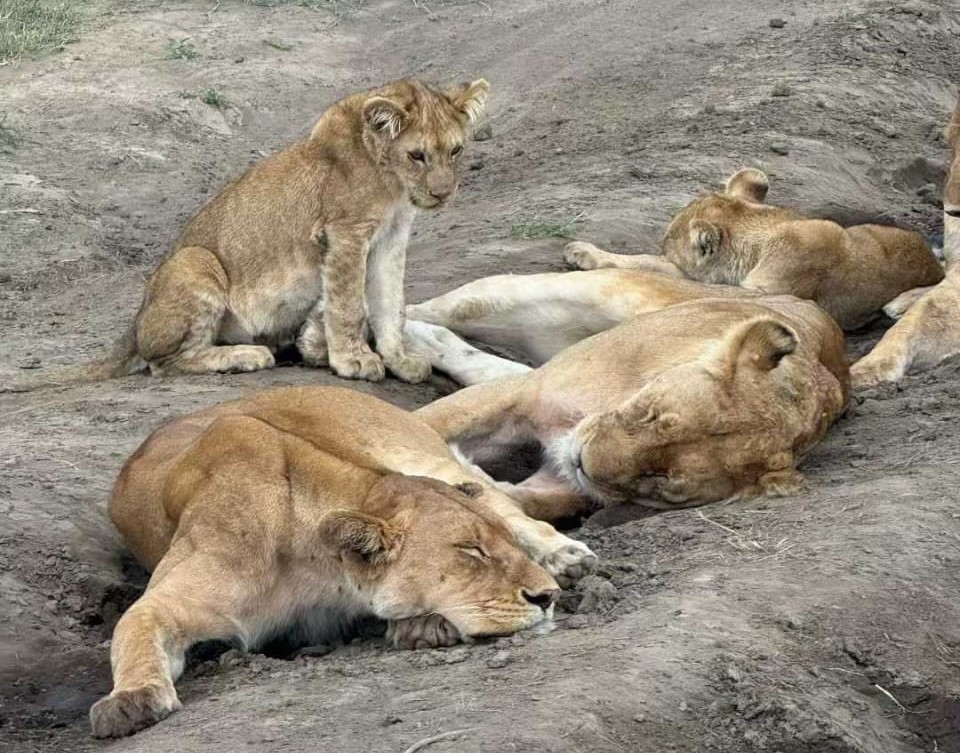 big five safari in tanzania kilimark-adventures