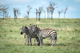 How Much Does a Joining Group Safari Cost in Tanzania