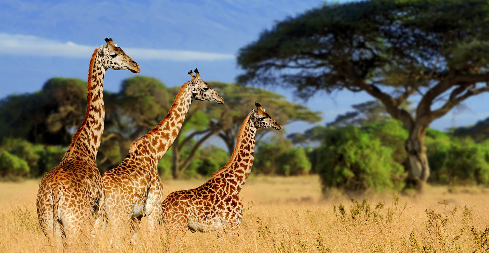 Budget Group Safari Tanzania – Affordable Adventures with Kilimark Adventures