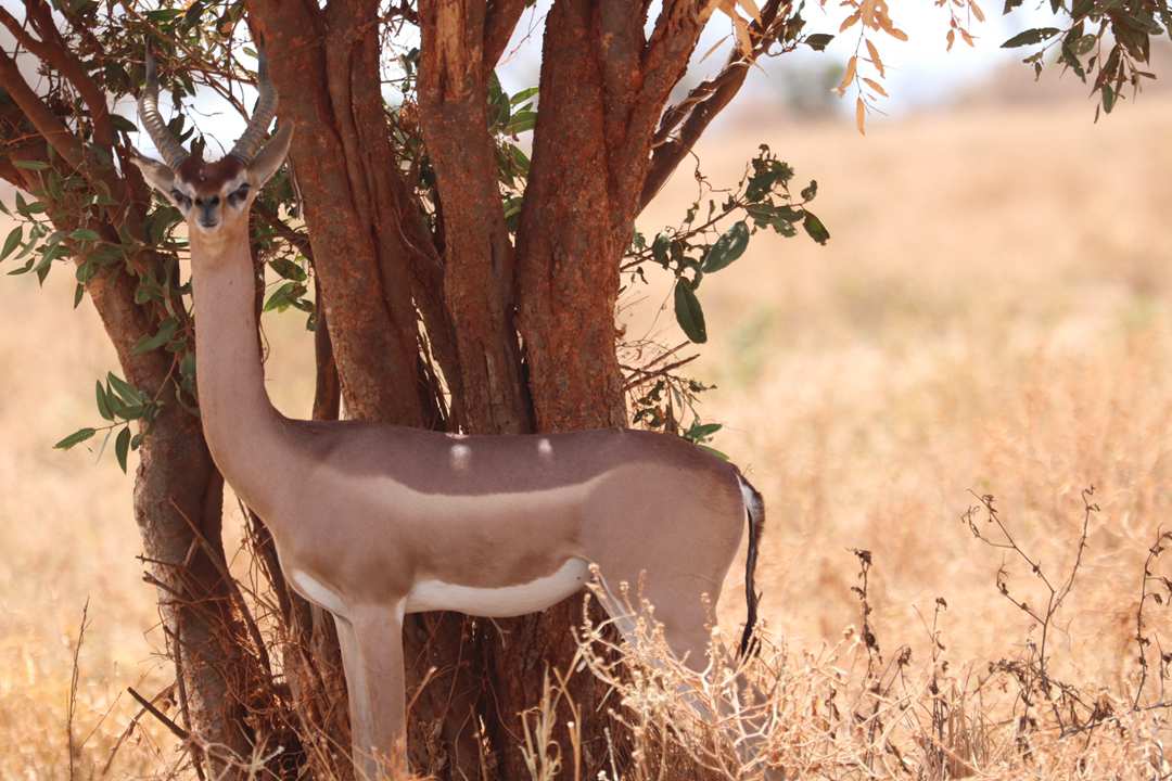 3-Day Serengeti & Ngorongoro Safari