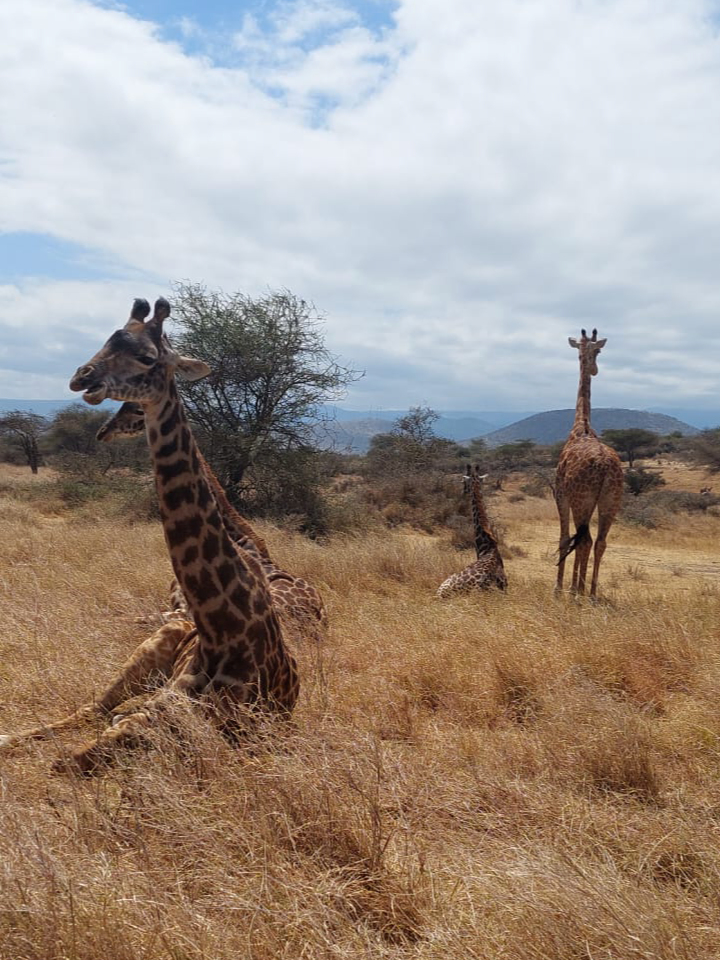 2-Day Lake Manyara & Ngorongoro Safari