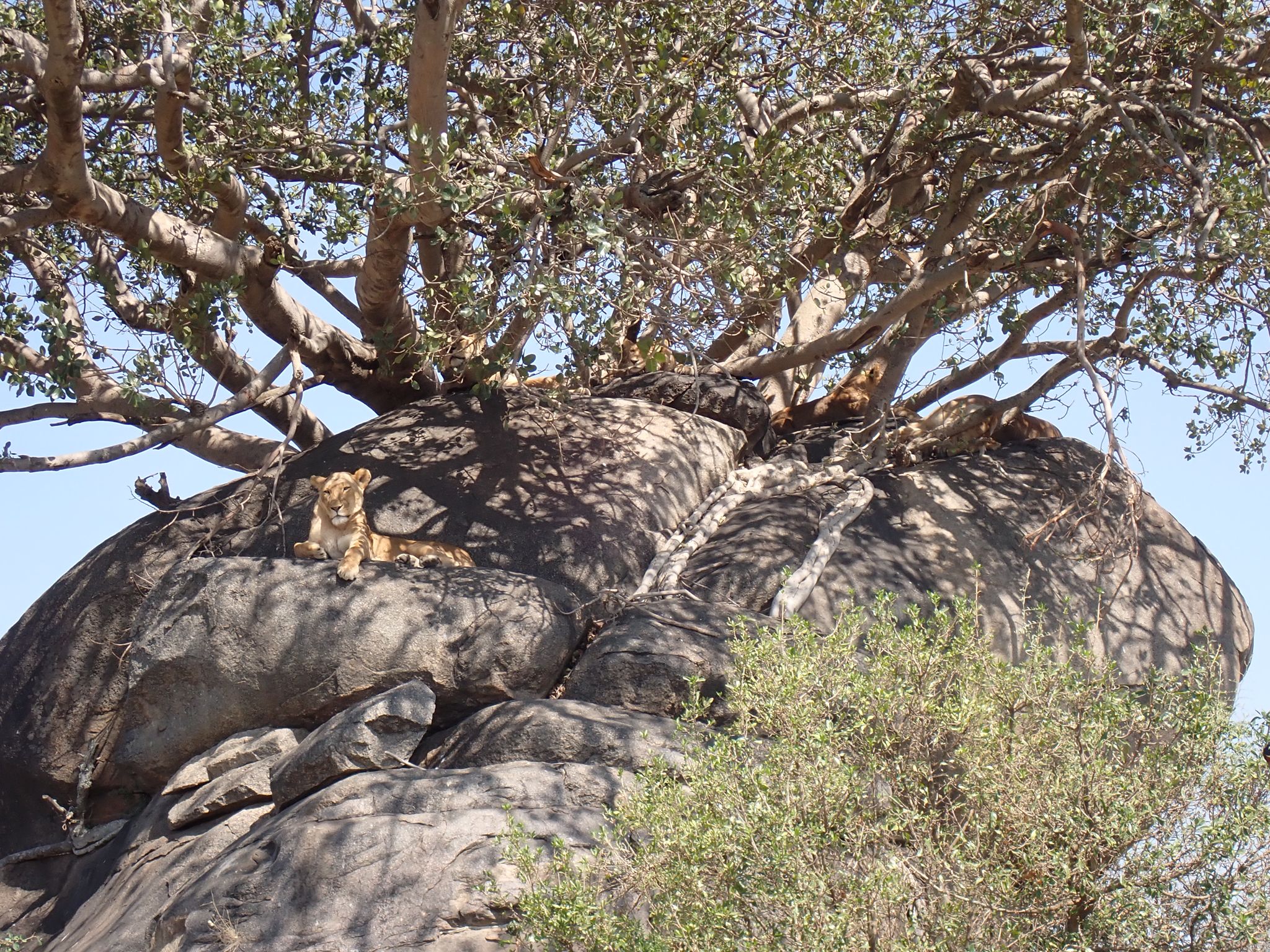 6-Day Marangu Route – Premium Mount Kilimanjaro Climb