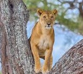 2-Day Ngorongoro Crater, Maasai Village & Olduvai Gorge Safari