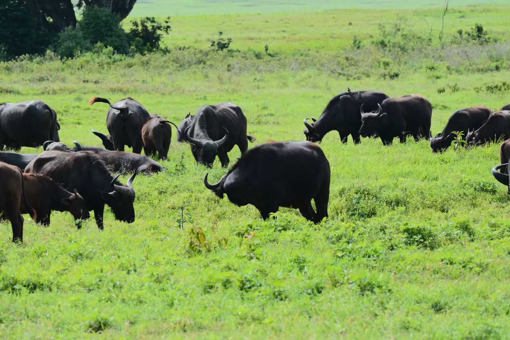 3-Day Tarangire National Park, Ngorongoro Crater, Olduvai Gorge & Maasai Village Safari