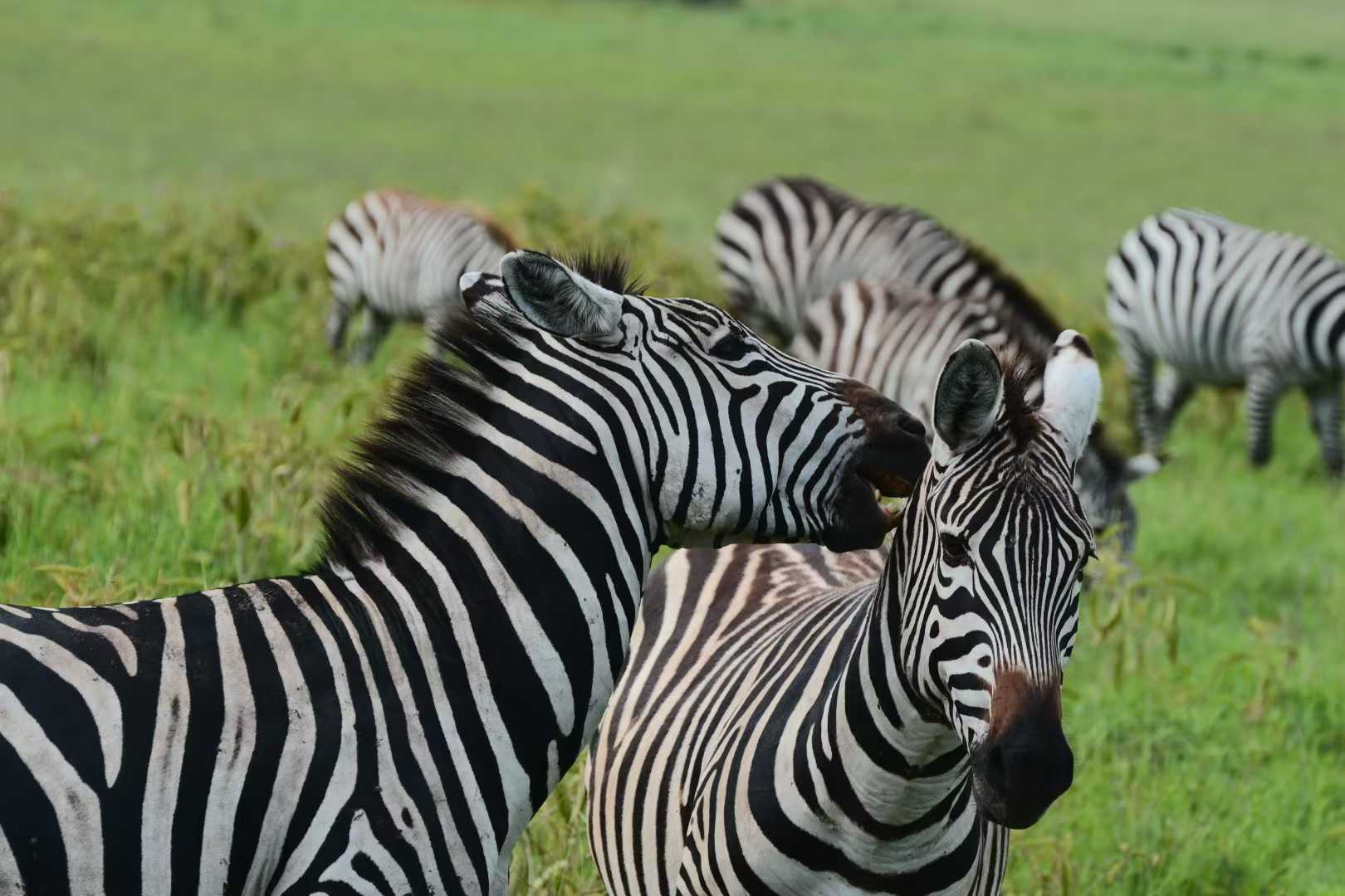 Package Image